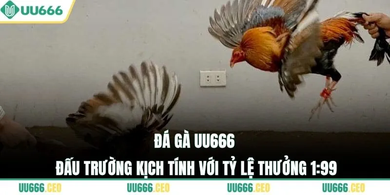 Đá gà UU666 - Đấu trường kịch tính với tỷ lệ thưởng 1:99