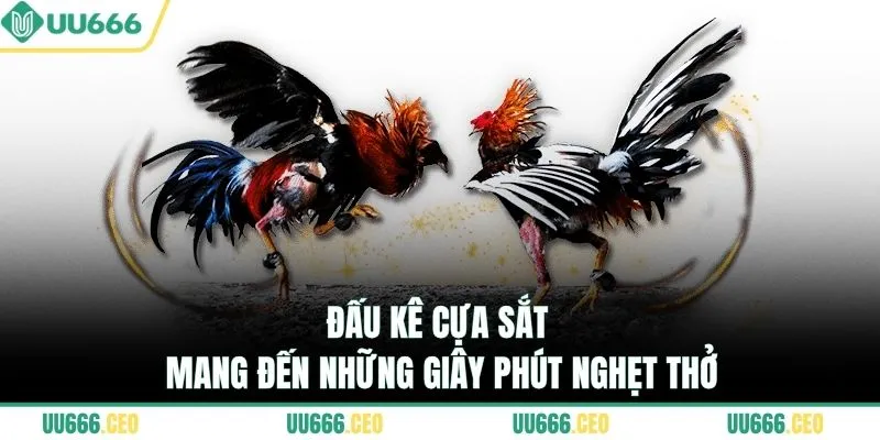 Đấu kê cựa sắt mang đến những giây phút nghẹt thở