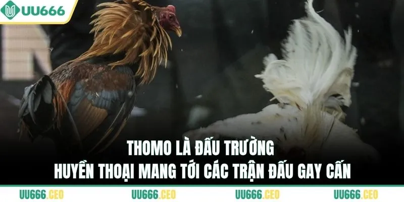 Thomo là đấu trường huyền thoại mang tới các trận đấu gay cấn